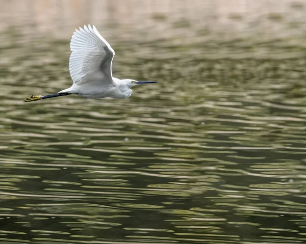 Une Petite Aigrette Survolant Lac — Photo