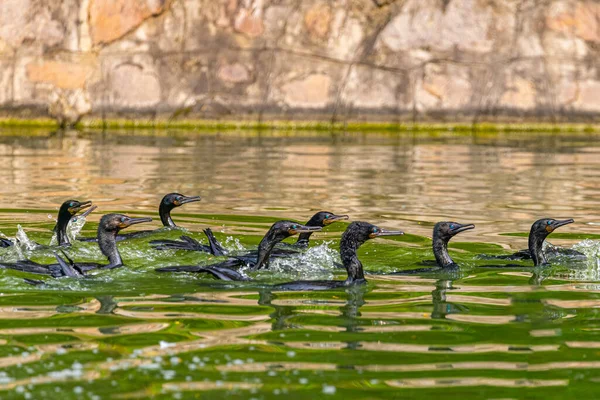 Groupe Cormorans Dans Lac Recherche Nourriture — Photo