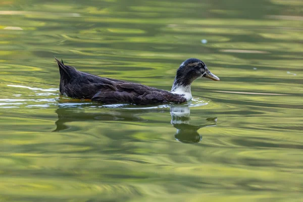 Eine Duclair Ente Schwimmt Morgens Einem See — Stockfoto