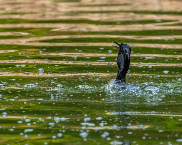 Cormorano Con Pesce Boccone Lago — Foto Stock