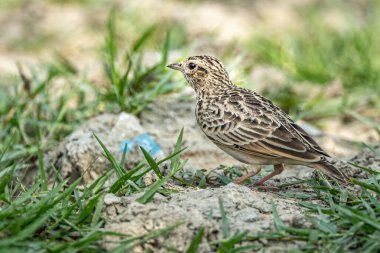 Tarlada dinlenen bir Bush Tarlası