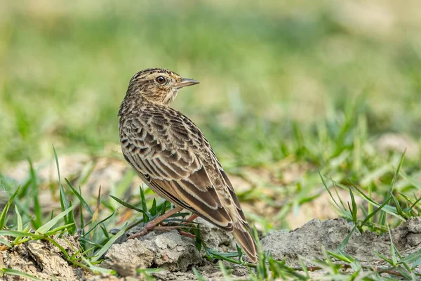 Bush Lark Appollaiato Terra Guardando Indietro — Foto Stock