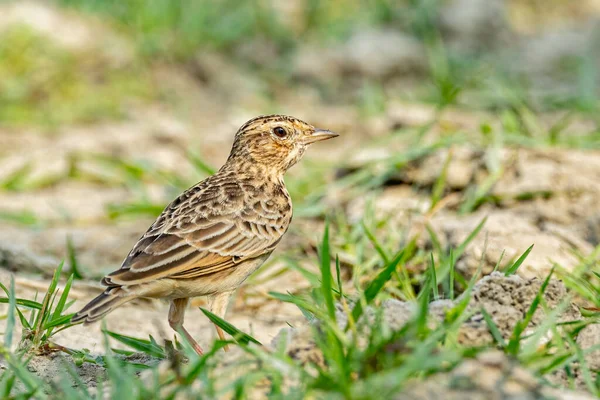 Bush Lark Zemi Dívá Zpět Kamery — Stock fotografie