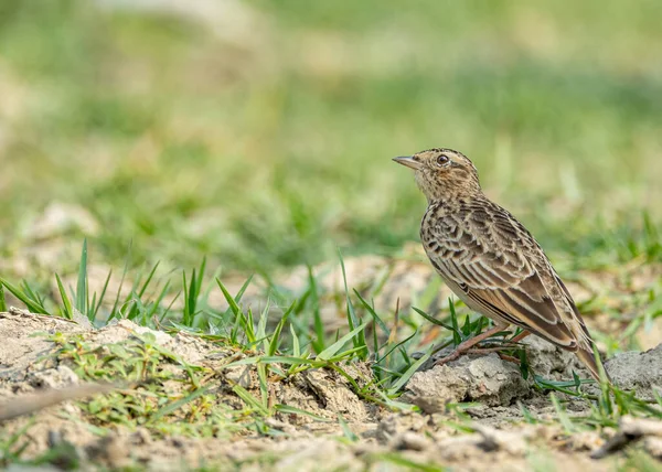 Bush Lark Che Alza Sguardo Nel Cielo — Foto Stock