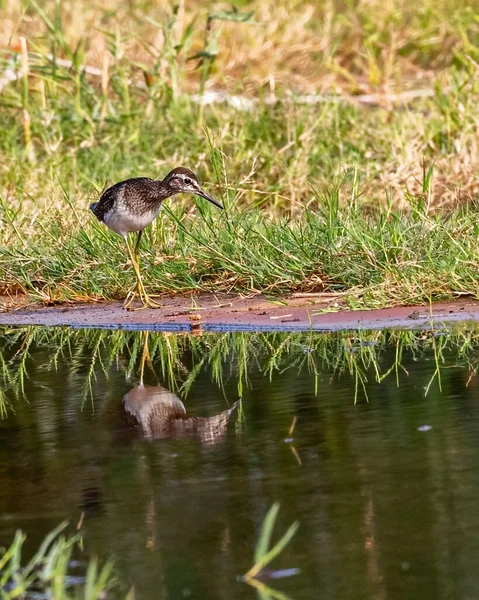 Ein Waldwasserläufer Der Nähe Eines Sees Auf Der Suche Nach — Stockfoto