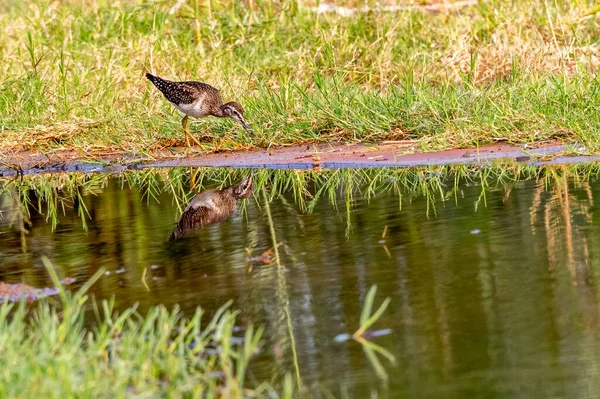 Bécasseau Bois Son Reflet Dans Eau Milieu Humide — Photo