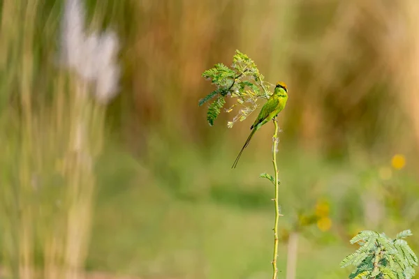 Comedor Abelhas Verde Pousando Uma Planta Arbusto Olhando Para Câmera — Fotografia de Stock