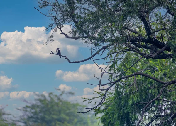 Ein Weißkehl Eisvogel Ruht Auf Einem Baum — Stockfoto