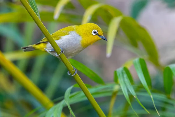Ein Orientalischer Vogel Mit Weißem Auge Sitzt Auf Einer Pflanze — Stockfoto