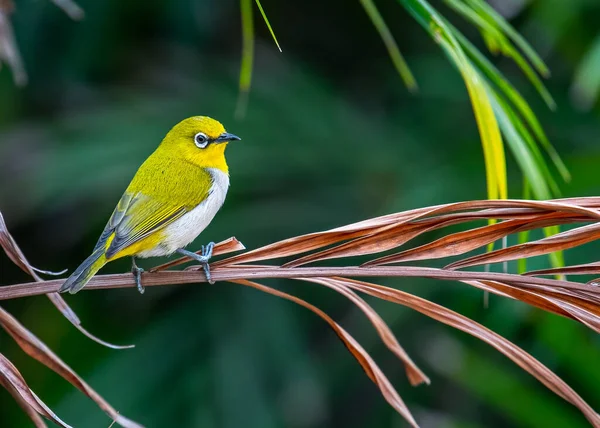 Ein Orientalischer Vogel Mit Weißem Auge Der Von Einer Pflanze — Stockfoto