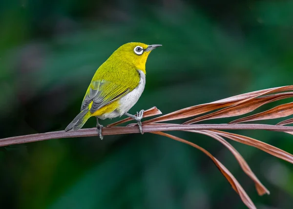 Ein Orientalischer Vogel Mit Weißem Auge Der Von Einer Pflanze — Stockfoto