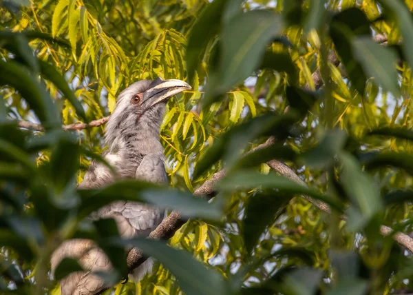 A Grey Hornbill hiding and resting on a tree