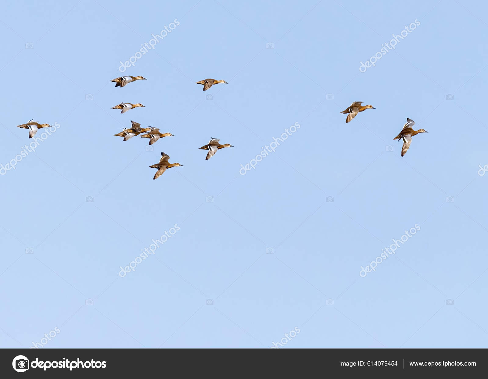 Gran bandada de patos volando 03 Modelo 3D $59 - .obj .c4d .ma .max .upk  .unitypackage .usd - Free3D, image size:1600x1243