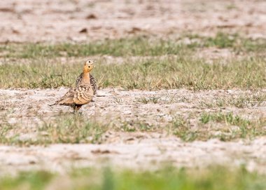 Bir çift Kestane Kum Tavuğu Tarlada