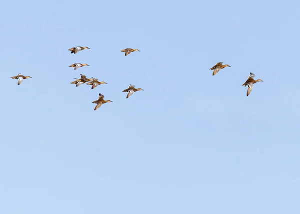 Troupeau Canards Volant Dans Air Dans Ciel Bleu — Photo