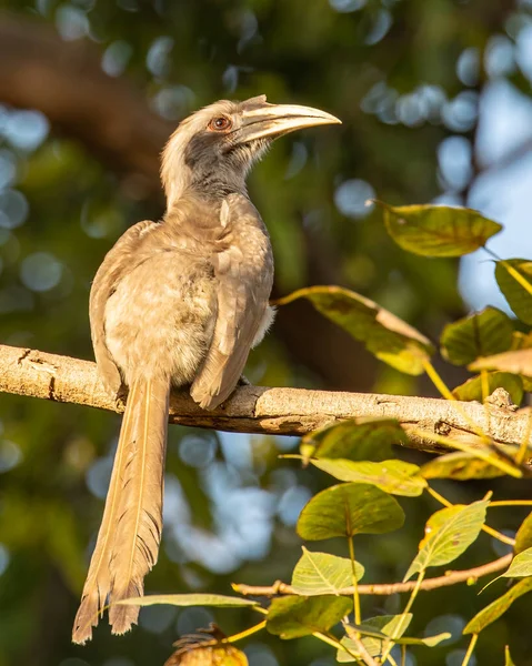 Ein Grauer Hornvogel Sitzt Auf Einem Baum Und Blickt Auf — Stockfoto