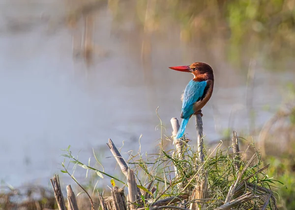 Rei Pescador Garganta Branca Sentado Uma Árvore Perto Lago Inverno — Fotografia de Stock