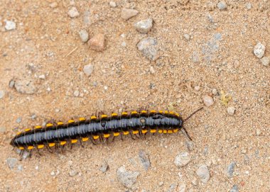 Sarı benekli kırkayak yerde ilerliyor.