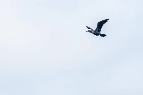 Een Indiase Aalscholver Vlucht — Stockfoto