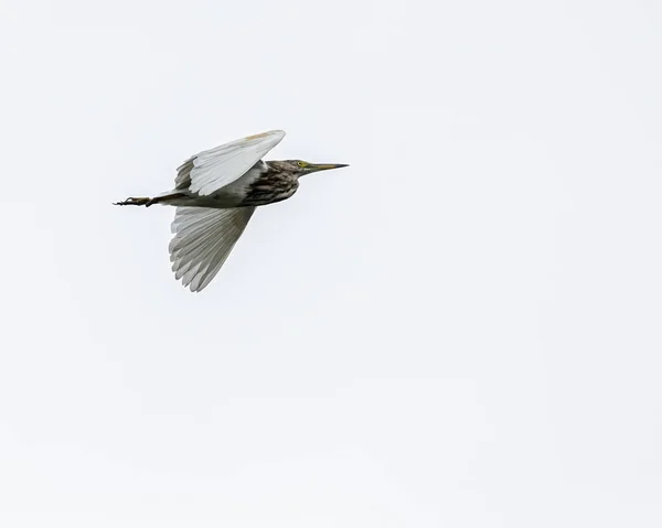 Uma Lagoa Heron Voando Alto Céu — Fotografia de Stock