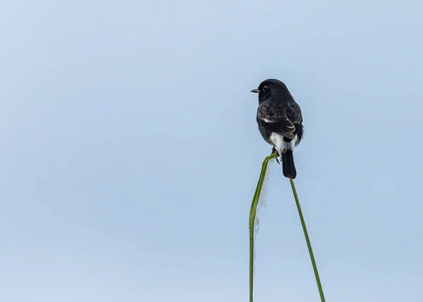 Bate Papo Bush Sentado Uma Grama — Fotografia de Stock