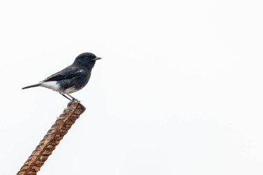 Demir bir çubukta dinlenen bir Bush sohbeti.