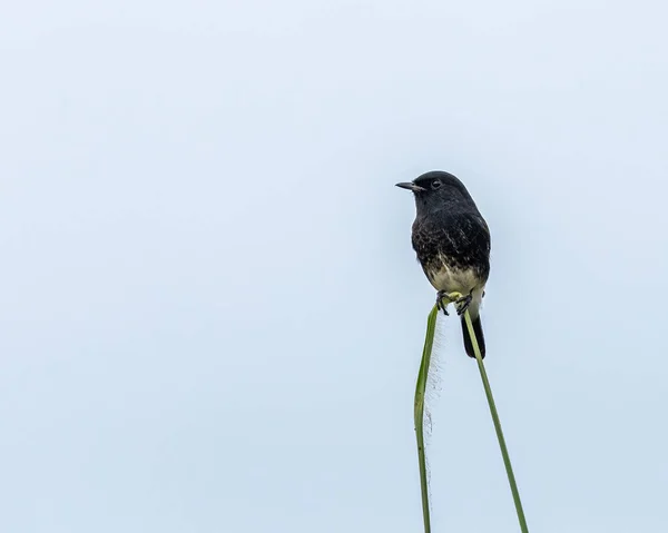 Bush Chat Appollaiato Una Lunga Erba — Foto Stock