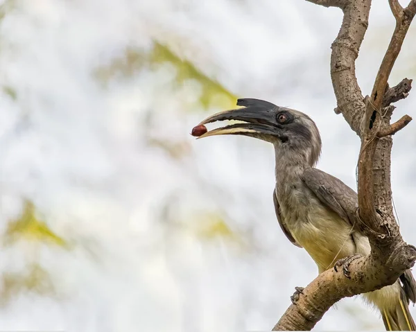 Hornbill Cinzento Com Comida Boca — Fotografia de Stock