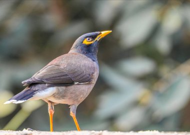 Duvardaki omuzlu bir mermide bir Myna