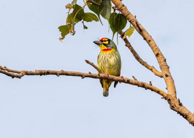 Bir ağaç dalında dinlenen bakır işçisi.