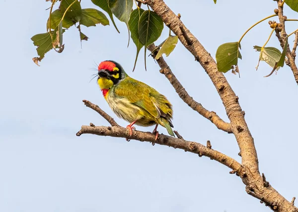 Coppersmith Barbet Eye Eye Med Kamera — Stockfoto