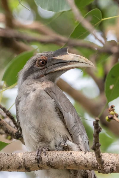 Corneille Gris Reposant Sur Arbre Regardant Dans Caméra — Photo