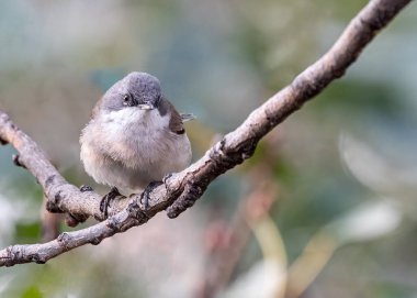 Ağaca tüneyen daha az beyaz bir boğaz