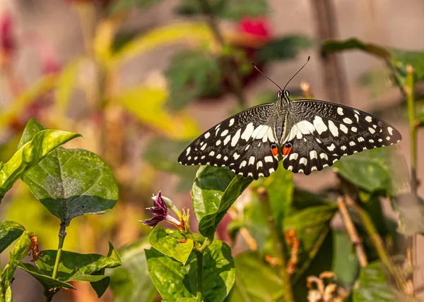 Bitkilerin Üzerinde Uçan Bir Kelebek — Stok fotoğraf