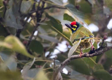 Bakır işçisi Barbet ağaçtan geriye bakıyor.