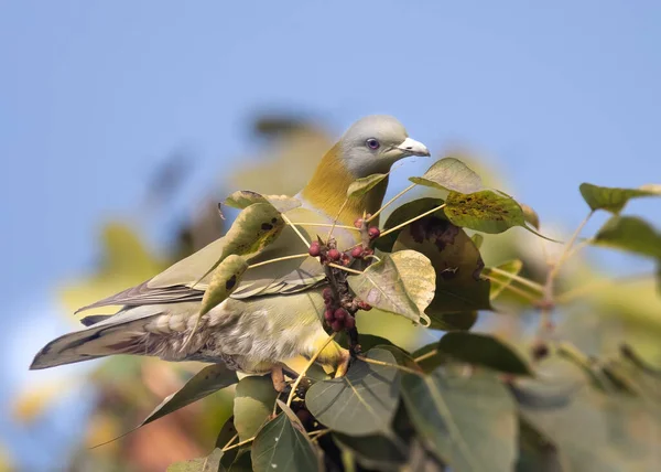 Pigeon Vert Pied Jaune Recherche Nourriture Sur Arbre — Photo