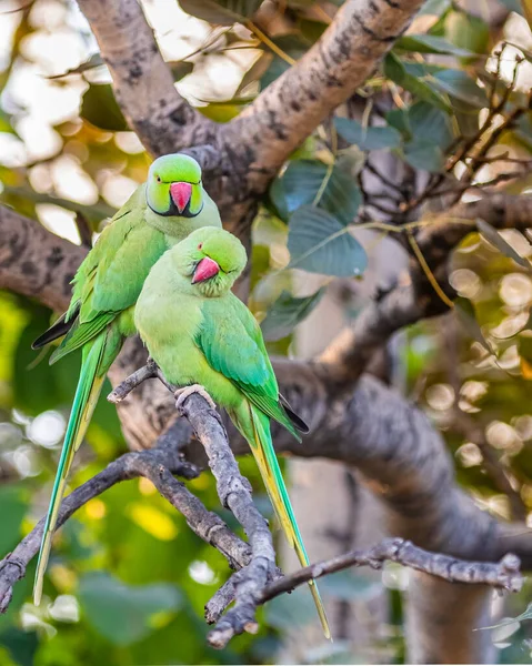 Pair Rose Ring Parakeet Perching Tree — Stock Photo, Image
