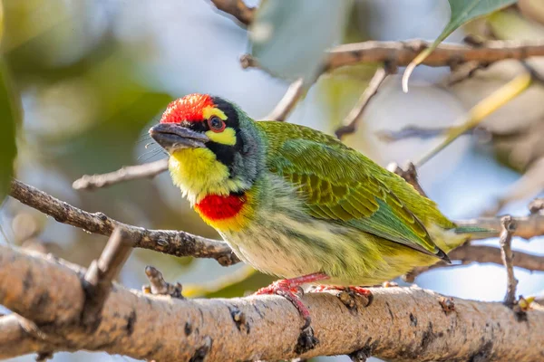 Coppersmith Barbet Ett Träd Redo Att Flyga — Stockfoto