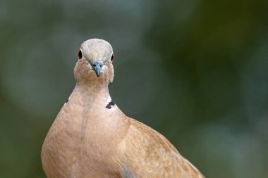 Bir portre için poz veren bir güvercin