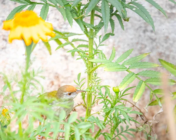 Ein Schneidervogel Unter Den Ringelblumenpflanzen — Stockfoto