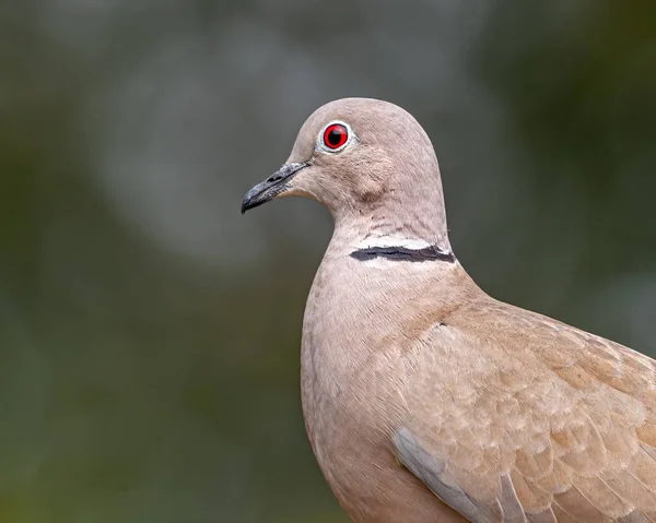 Uma Postura Lateral Collar Dove — Fotografia de Stock