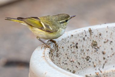 Bir Yaprak Warbler çiçek saksısının üzerinde otururken kameradan uzağa bakıyor.