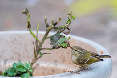 Bir Yaprak Bülbülü ağaçtan böcek yiyor.