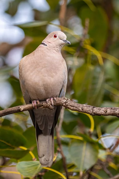 Une Colombe Collier Assise Sur Arbre — Photo