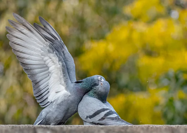 Pair Rock Pigeon Violent Love — Stock Photo, Image