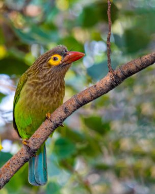 A Brown Headed Barbet perching on a tree