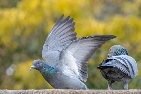 Ein Taubenpaar Einer Wand — Stockfoto