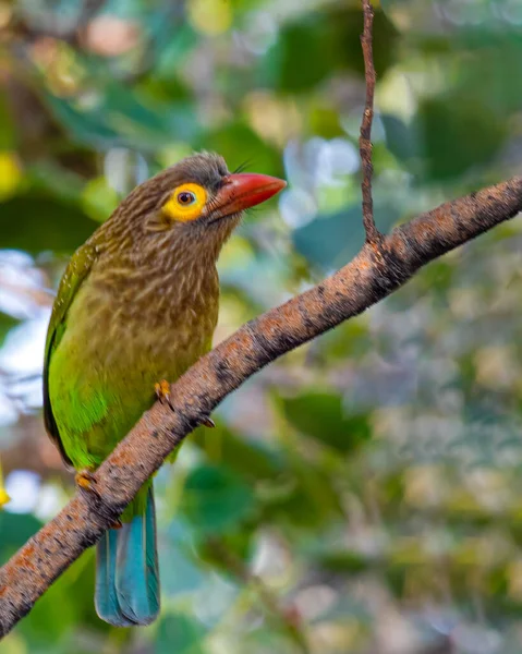 Brown Headed Barbet Perching Tree — ストック写真