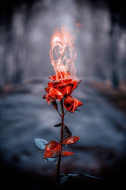 Ormanda yanan kırmızı gül. İnsan kafatası yanan bir gülden çıkar. Alevlerden bir insan kafatası çıkarken kırmızı gül yanıyor. Alevler içinde güzel kırmızı bir gül ve taç olarak ortaya çıkan insan kafatası. Gotik, mistik, korku ve Cadılar Bayramı için tasarım.