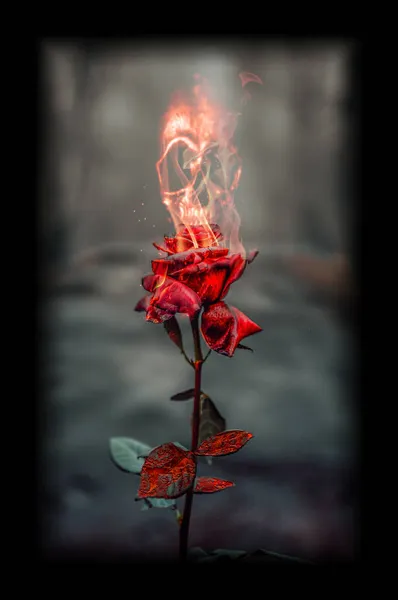 熊熊燃烧的红玫瑰在森林里 人类的头骨从燃烧的玫瑰中长出来 当一个人的骷髅从火中出现时 红色的玫瑰着了火 美丽的红玫瑰在火中绽放 冠冕为新出现的人类头骨 哥特式 神秘主义 恐怖和万圣节的设计 — 图库照片